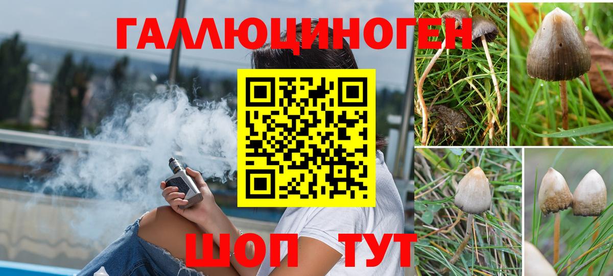 Галлюциногенные грибы Psilocybe Ейск